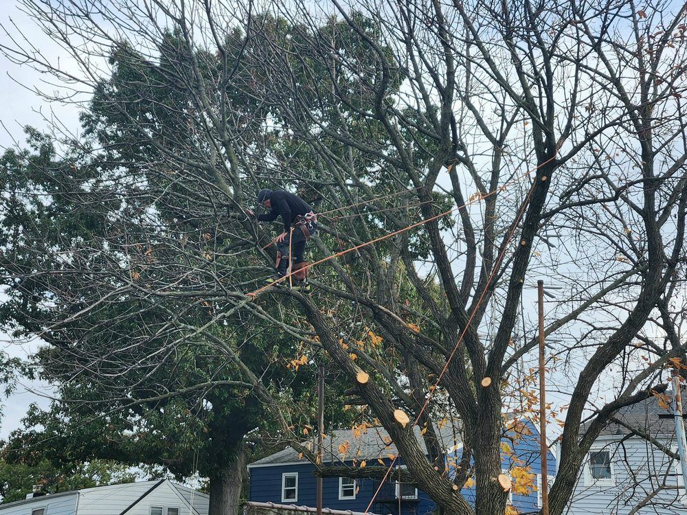 Person on a tree branch in a yard, trimming limbs with a chainsaw near a blue house