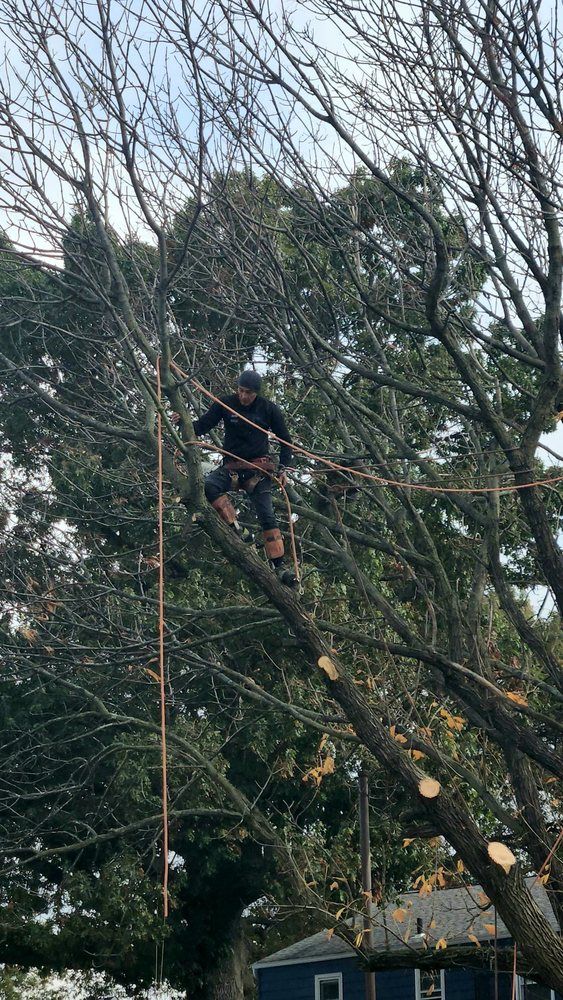 Person in a tree trimming branches with a chainsaw, surrounded by bare branches and evergreen trees.
