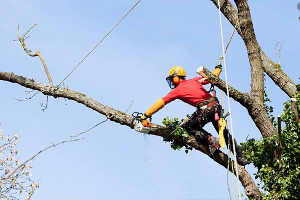 Arborist in red gear trimming a large tree branch while suspended by ropes against a blue sky