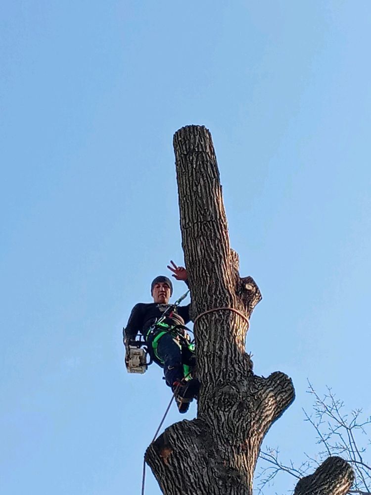 Arborist in safety gear perched on a cut tree trunk against a clear blue sky