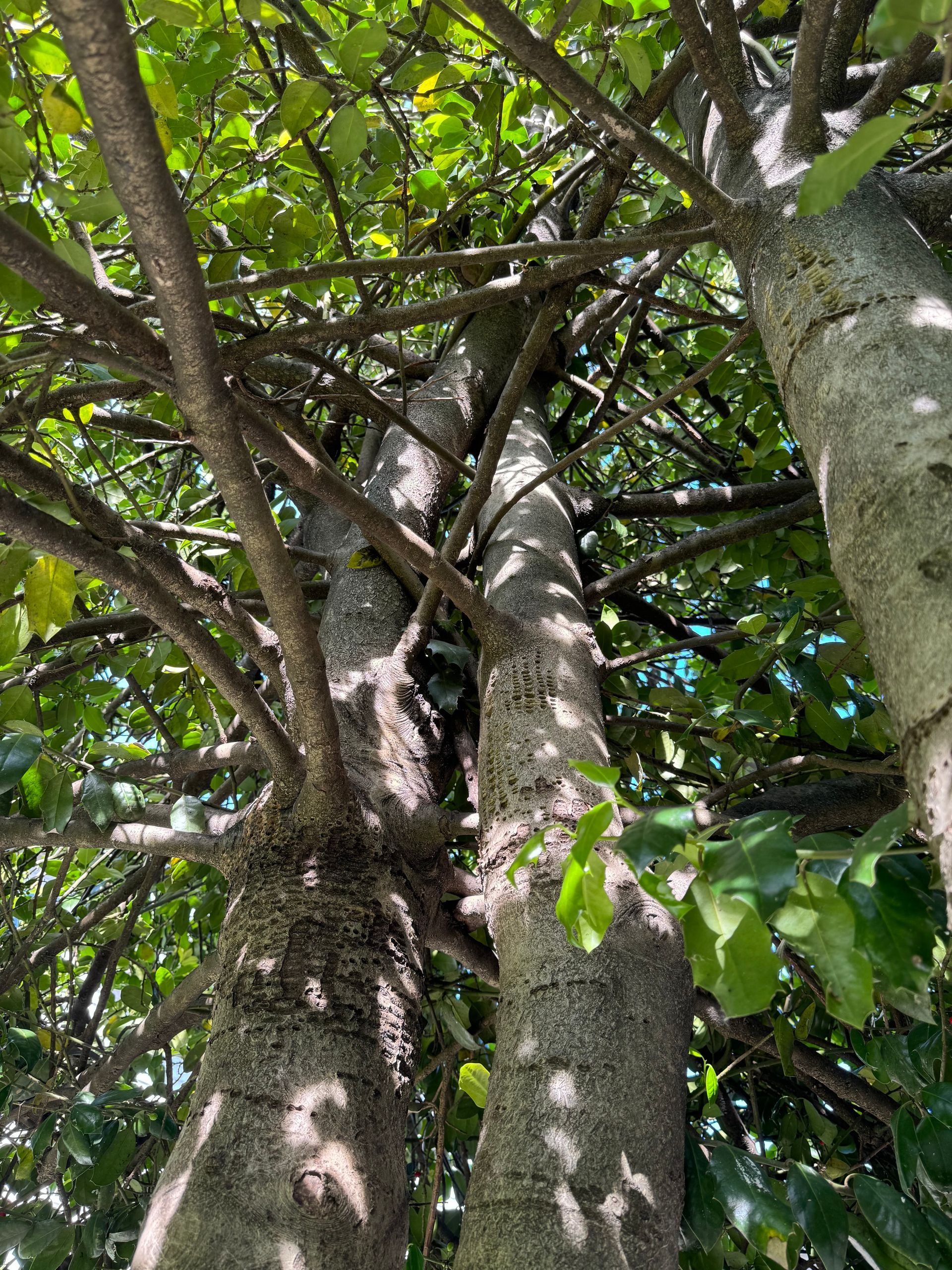 Two gray tree trunks with dense green leaves and branches overhead in sunlight