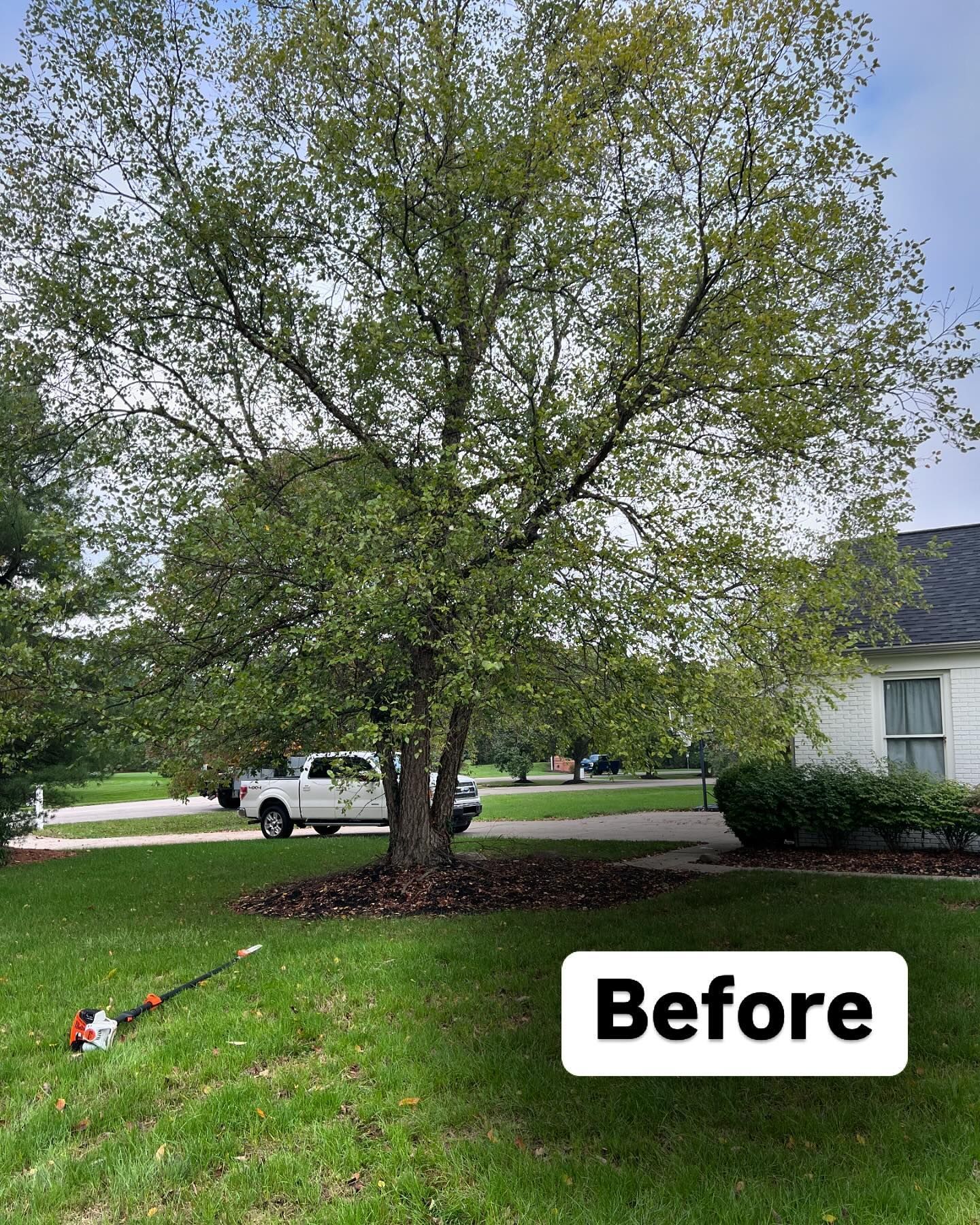A before and after picture of a tree in a yard.