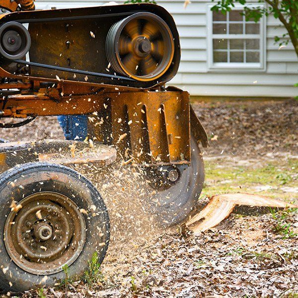 A machine is cutting a tree stump in front of a house.