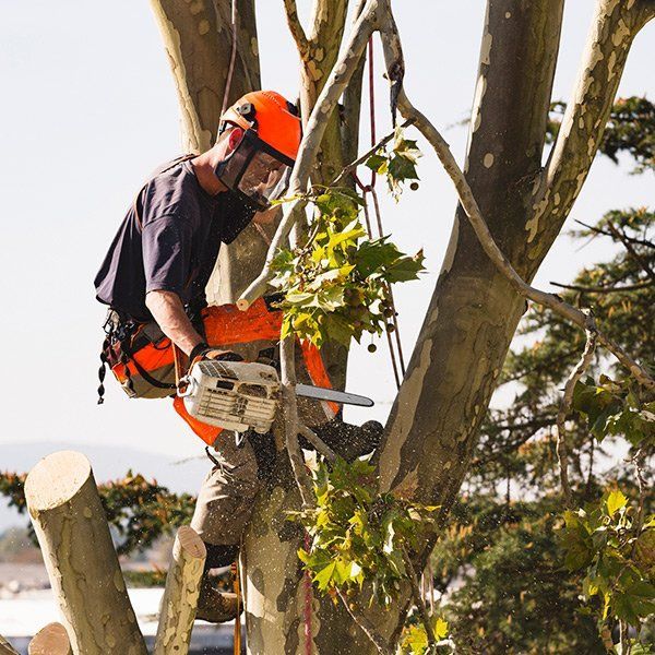 A man is cutting a tree with a chainsaw.