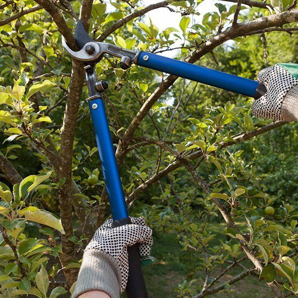 A person is cutting a tree branch with a pair of scissors