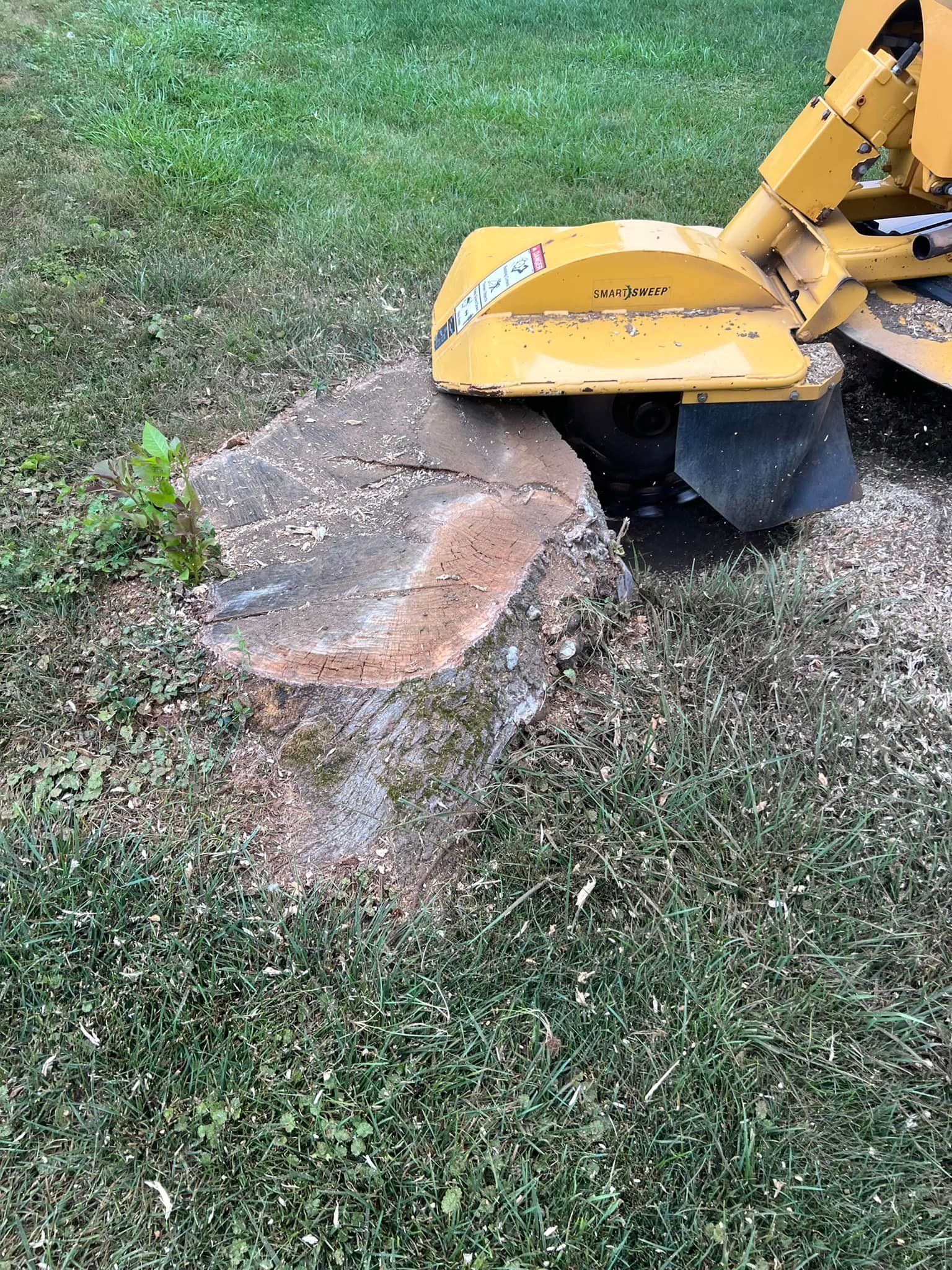 A yellow stump grinder is grinding a tree stump in the grass.