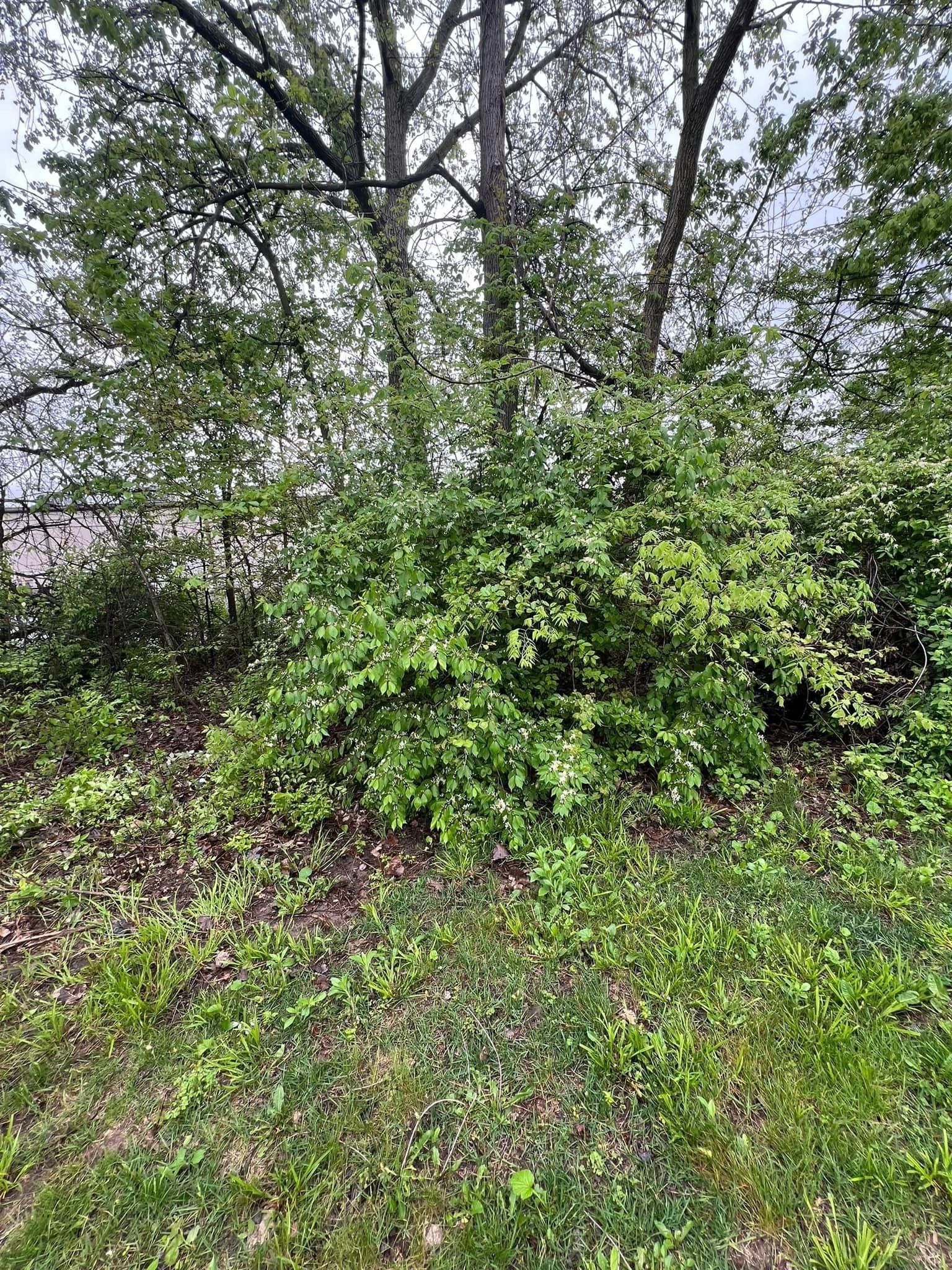 A bush with lots of green leaves is growing in the middle of a forest.