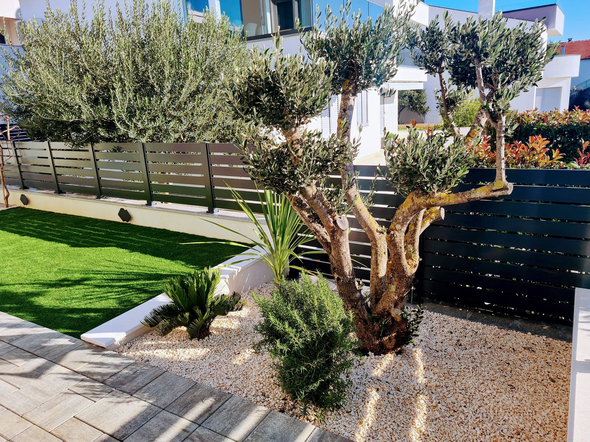 Olive tree and various plants in a landscaped yard with gravel and a dark wood fence.