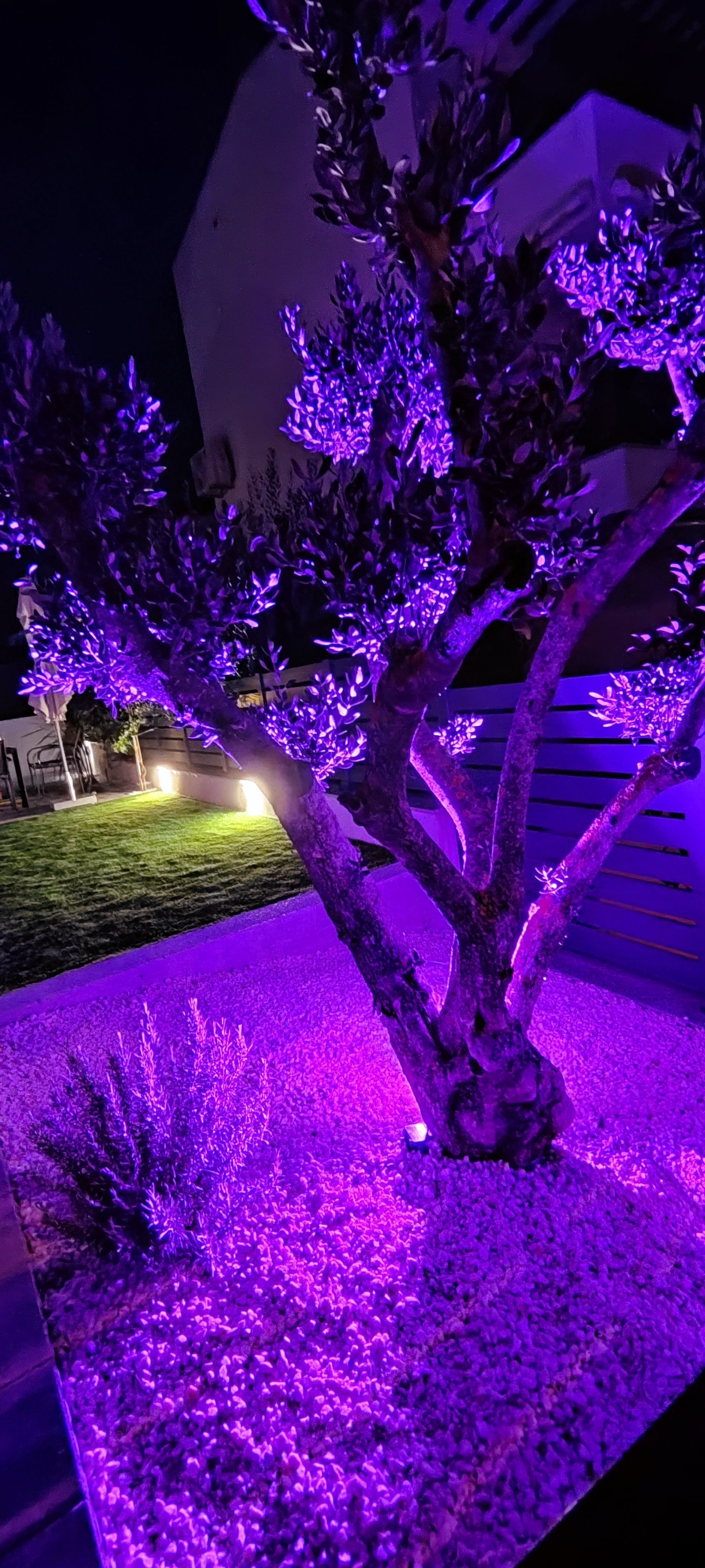 A tree illuminated with purple lights in a nighttime outdoor setting.