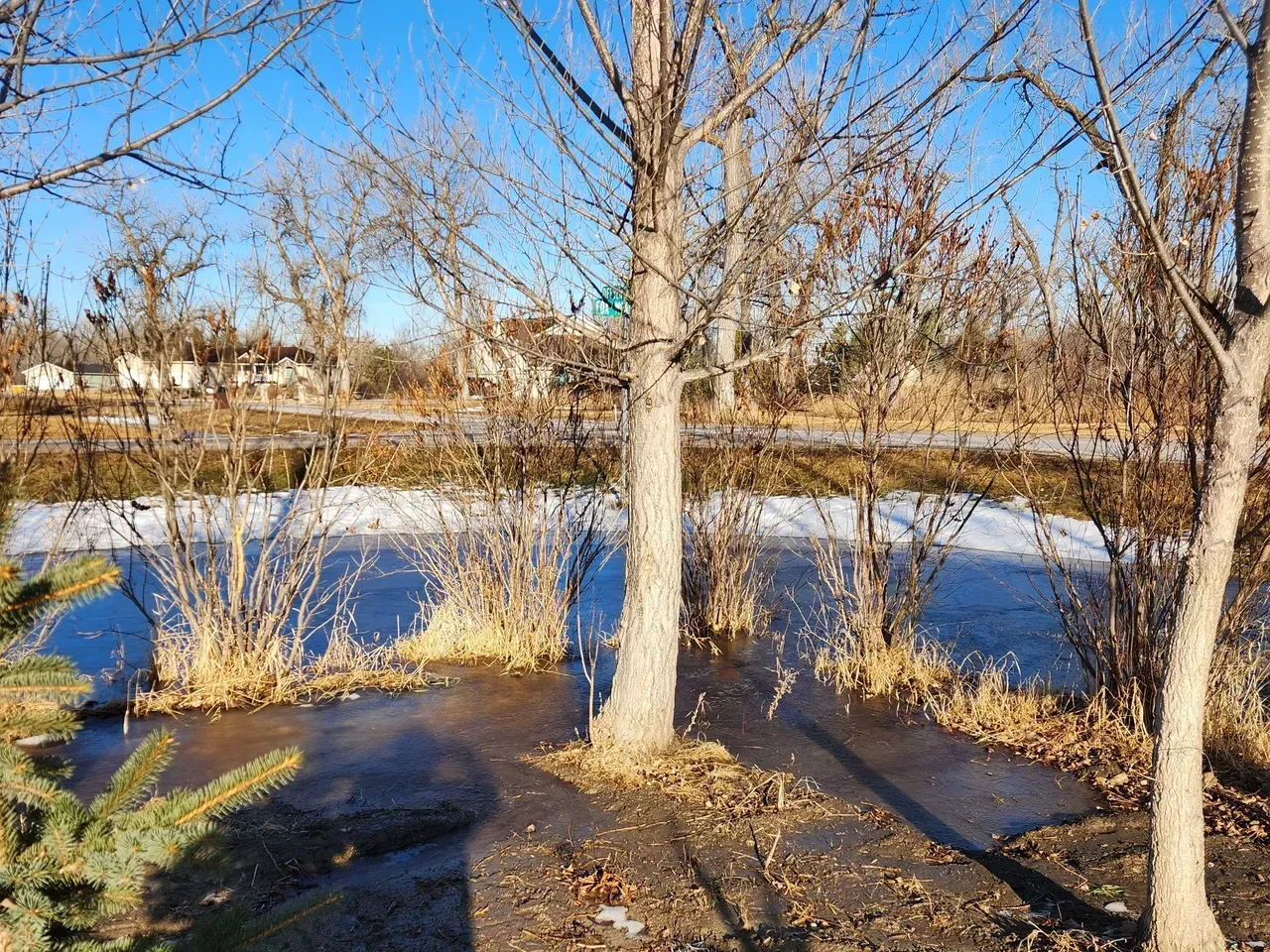 A flooded area with trees and a road in the background