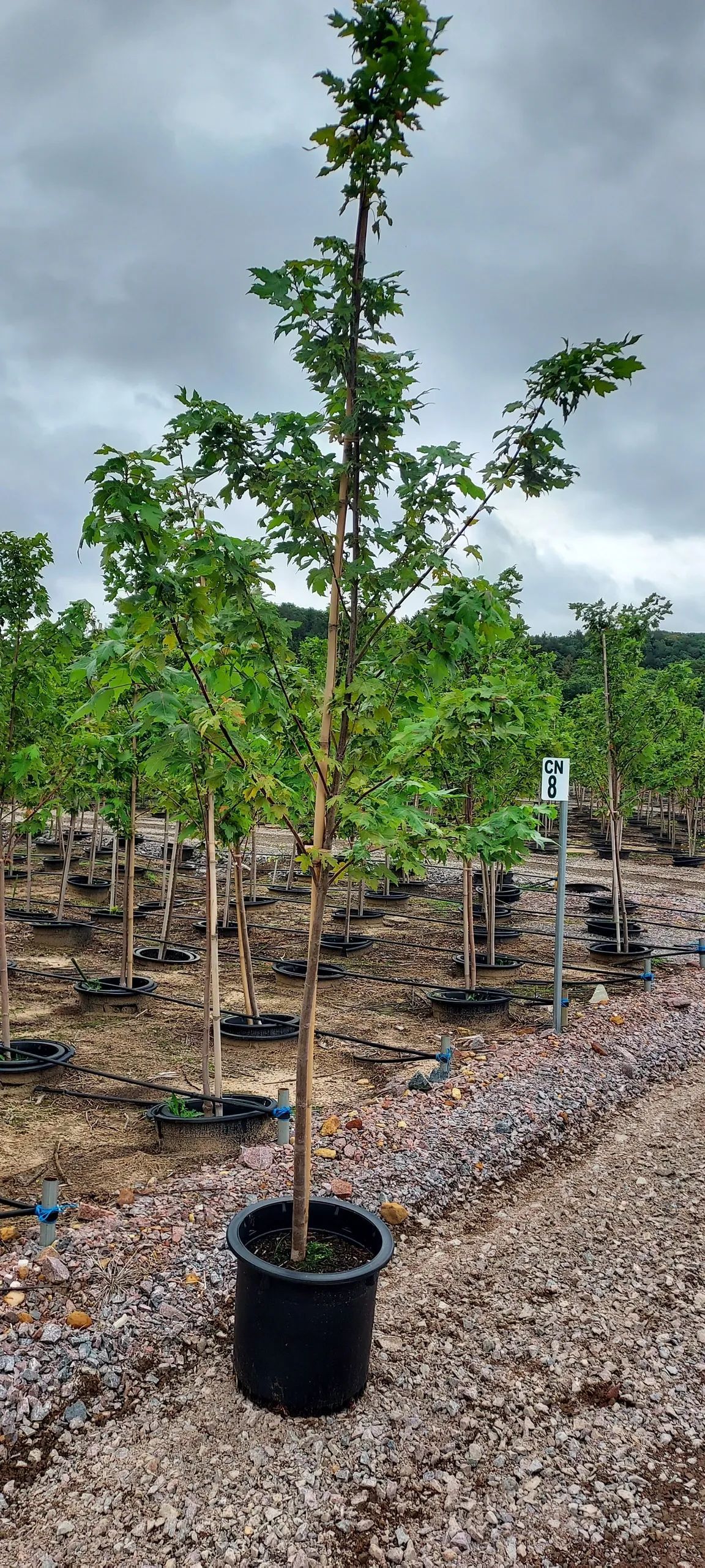 A large tree in a black pot is sitting on top of a pile of gravel.