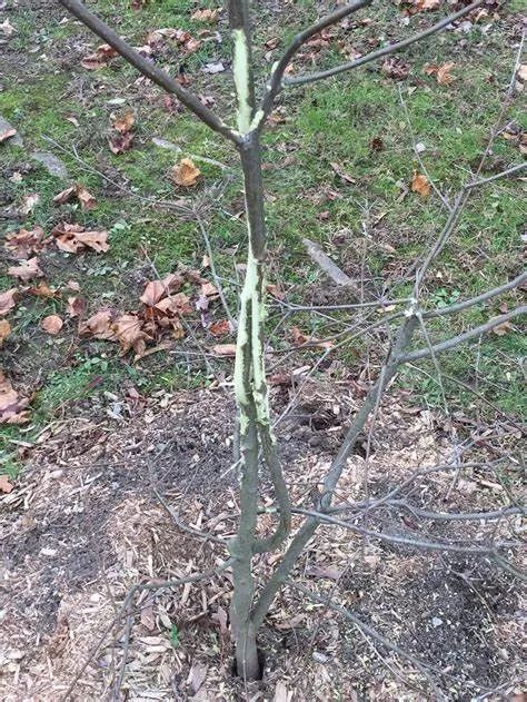A tree with a broken branch is sitting in the grass.