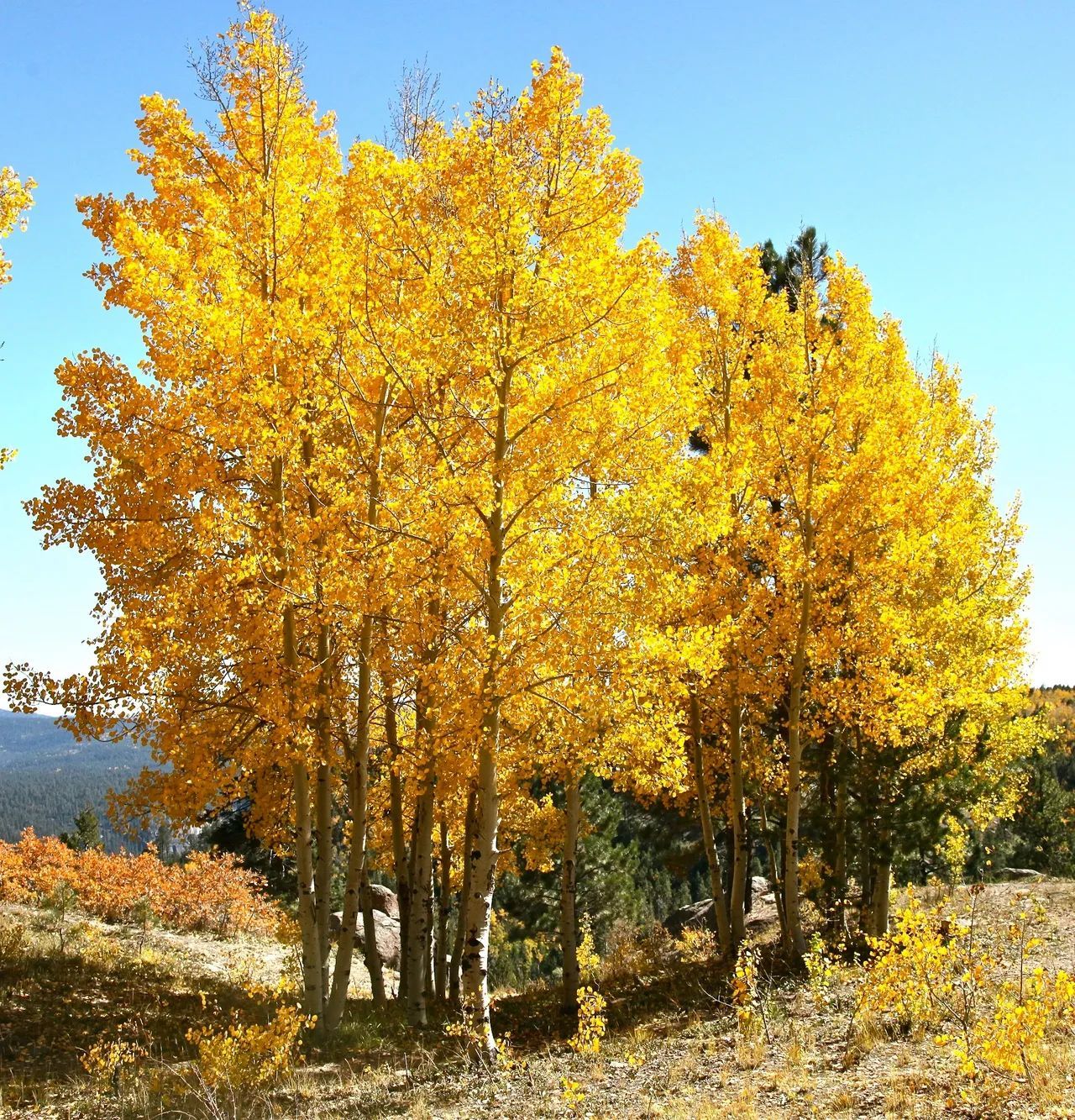 A row of trees with yellow leaves on a hillside