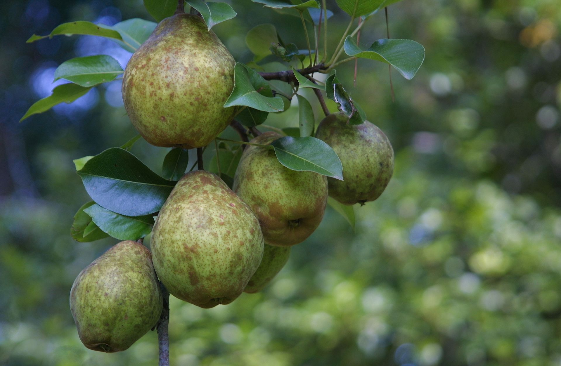 A bunch of pears hanging from a tree branch.