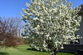 A tree with white flowers in front of a house