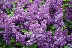 A bush with lots of purple flowers and green leaves