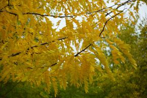 A tree with yellow leaves is surrounded by green trees.