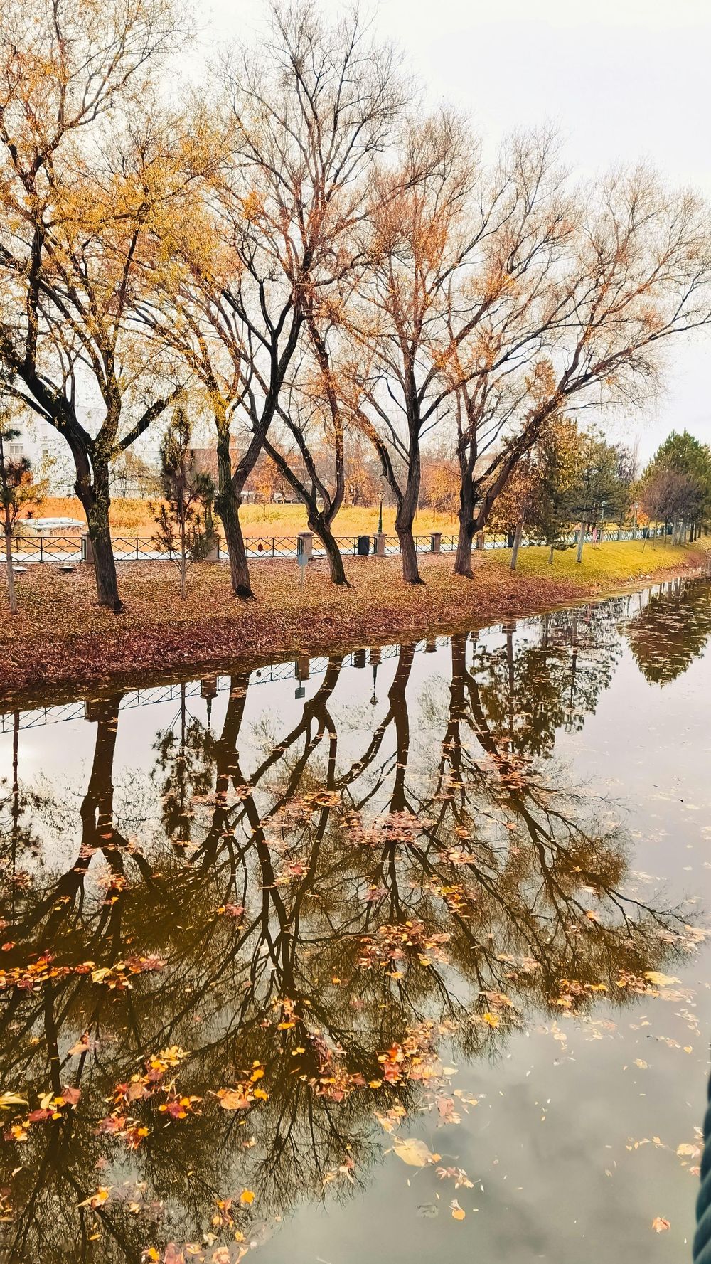 Row of trees with golden leaves reflecting in a calm body of water; fall setting.