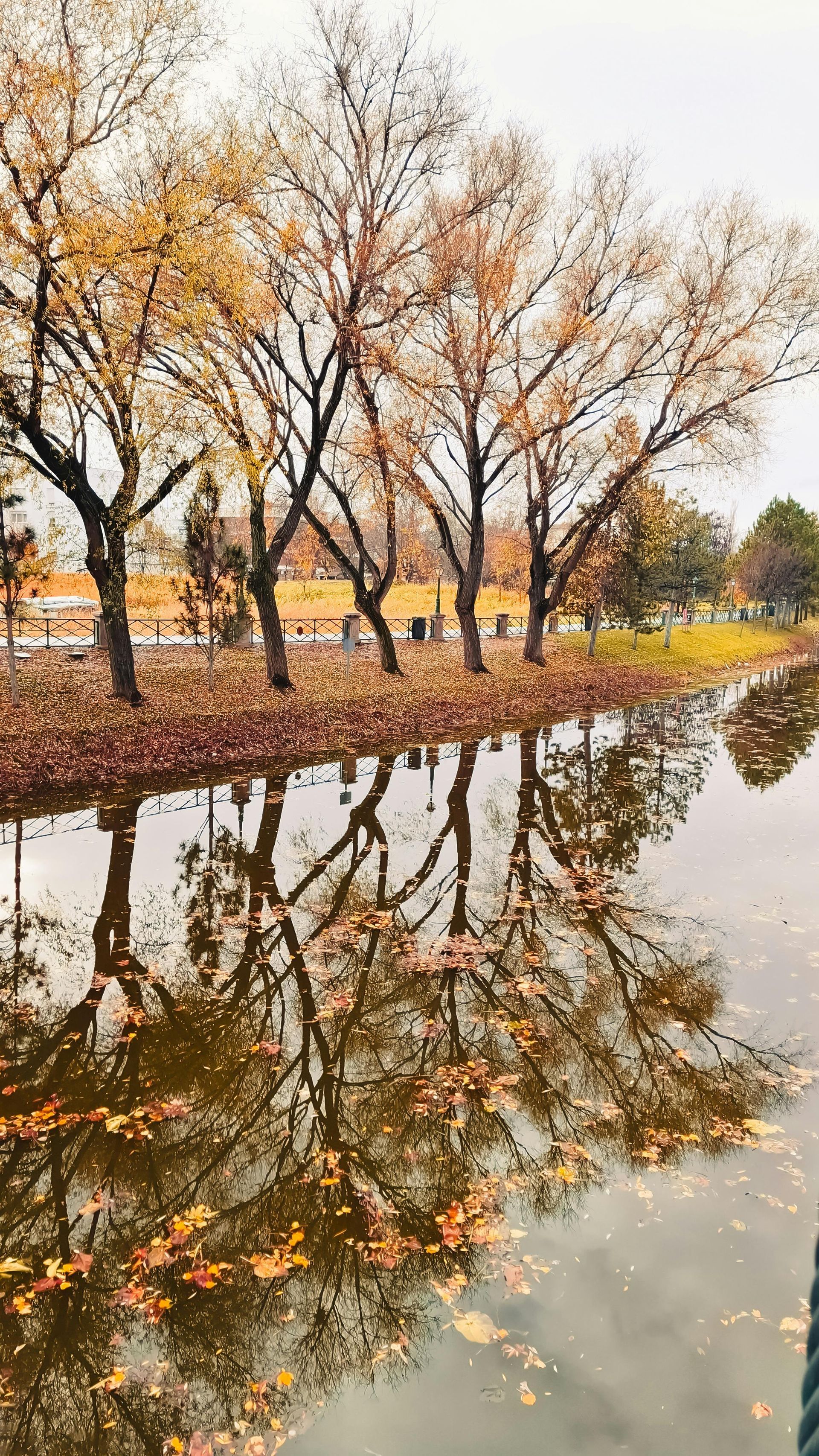 Row of trees with golden leaves reflecting in a calm body of water; fall setting.