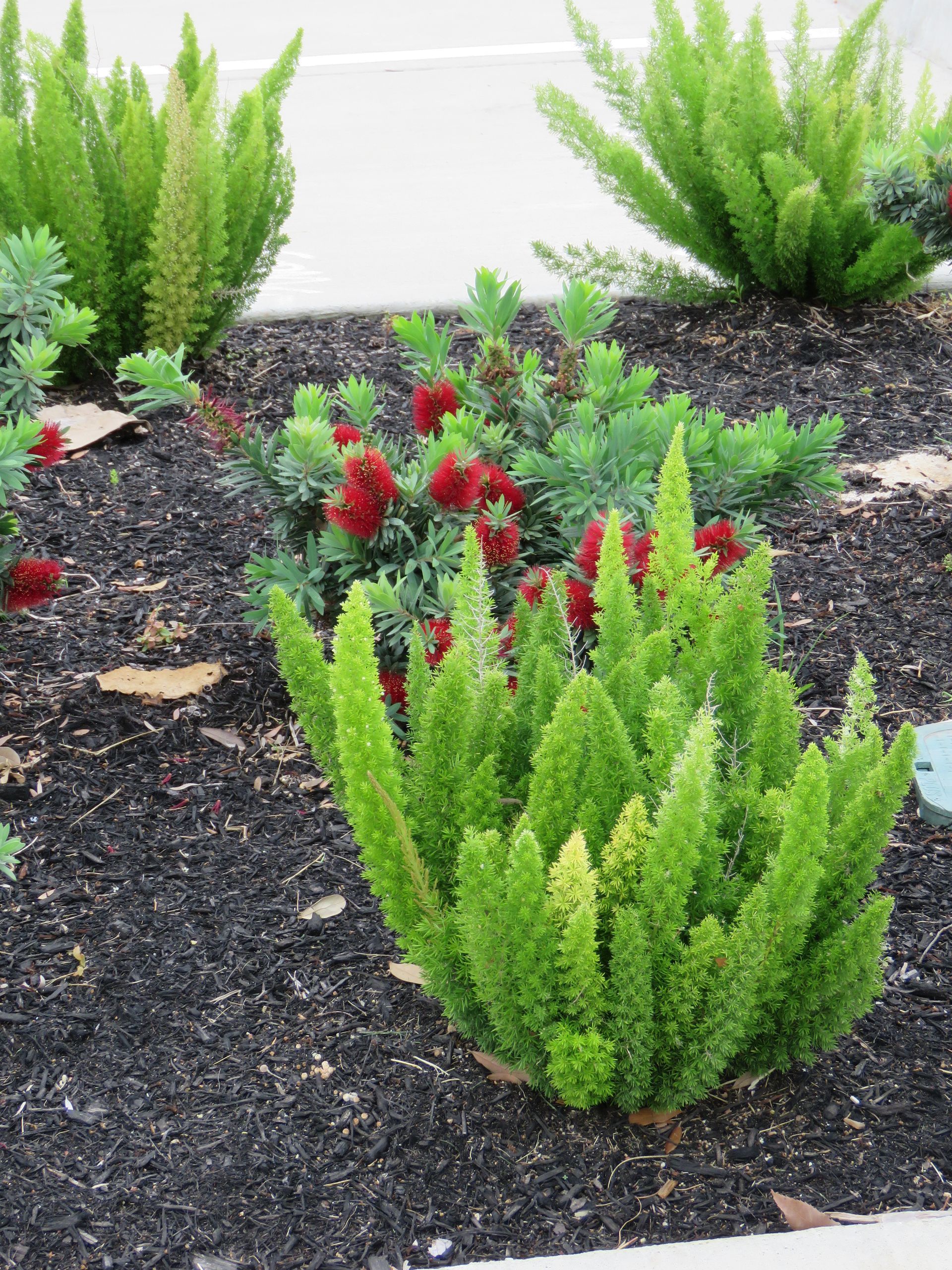 picture of ferns on the soil
