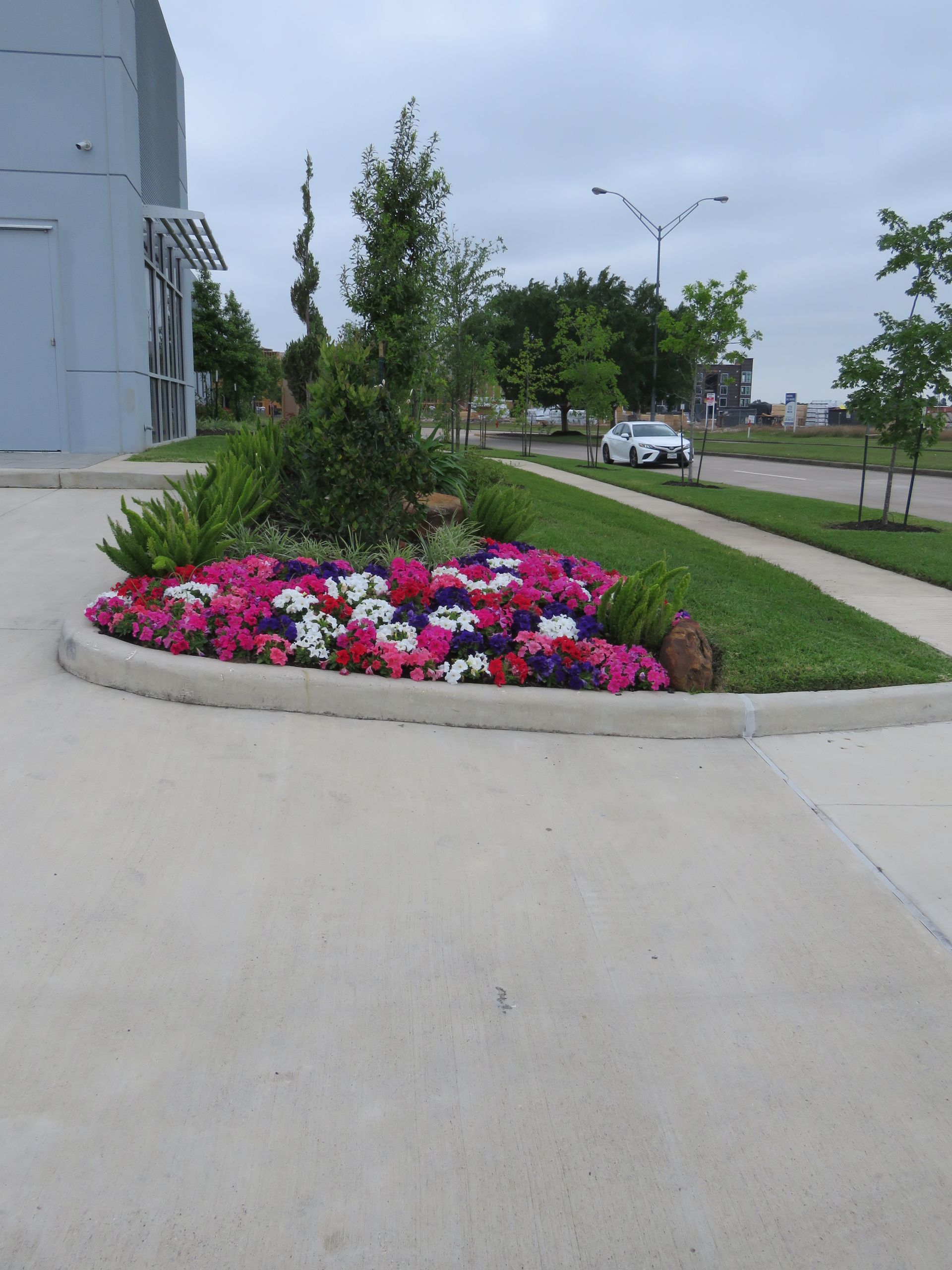 curbside photo with flowers, green grass, a concrete sidewalk and a white car passing by the road