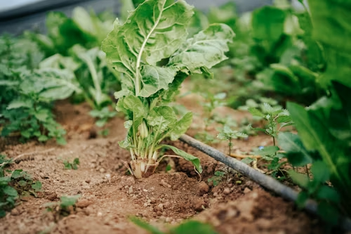 Close-up of a leafy green vegetable growing in garden soil next to an irrigation drip line.