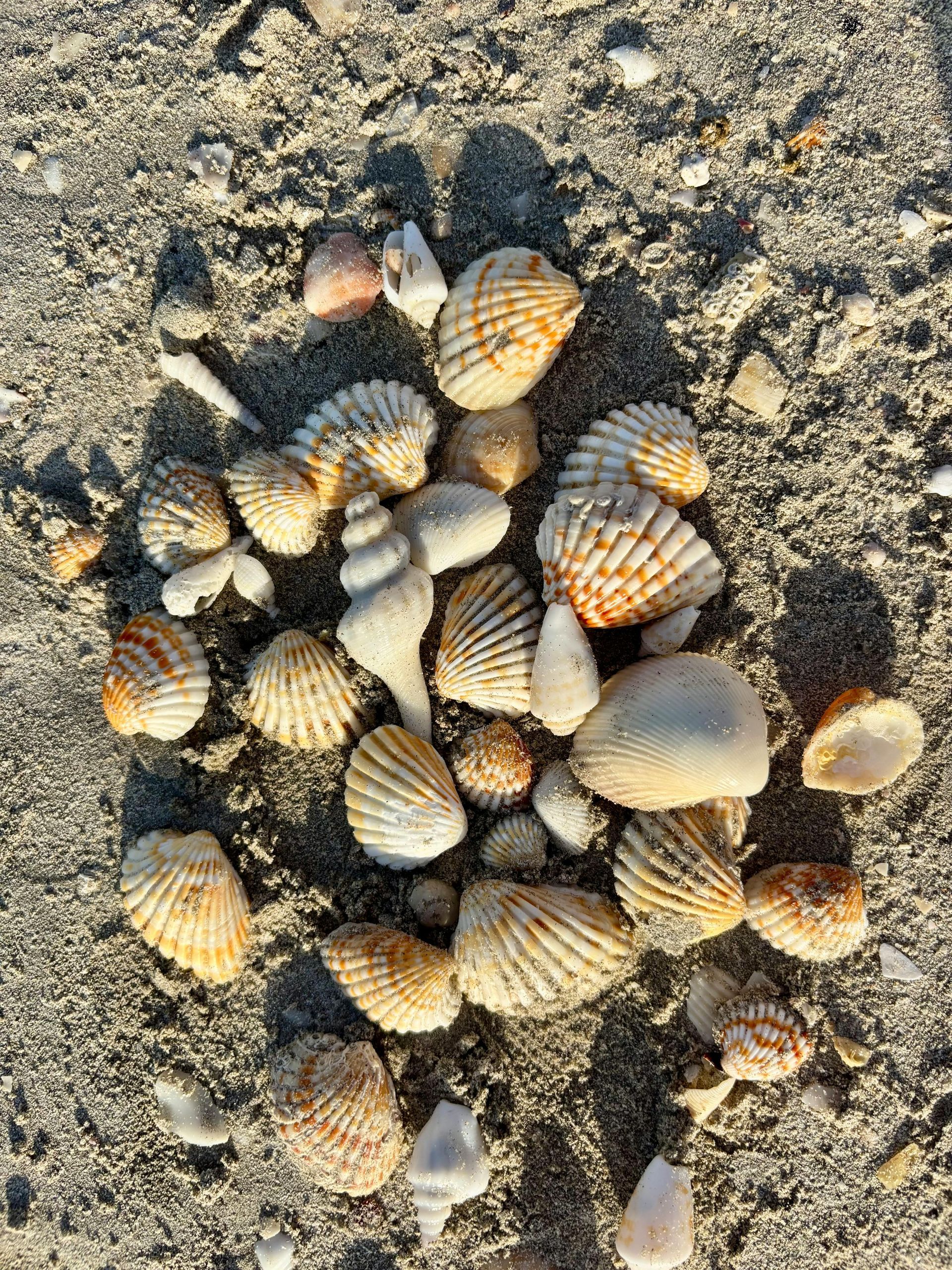 Small pile of seashells on sandy beach, with striped and cream-colored shells scattered together