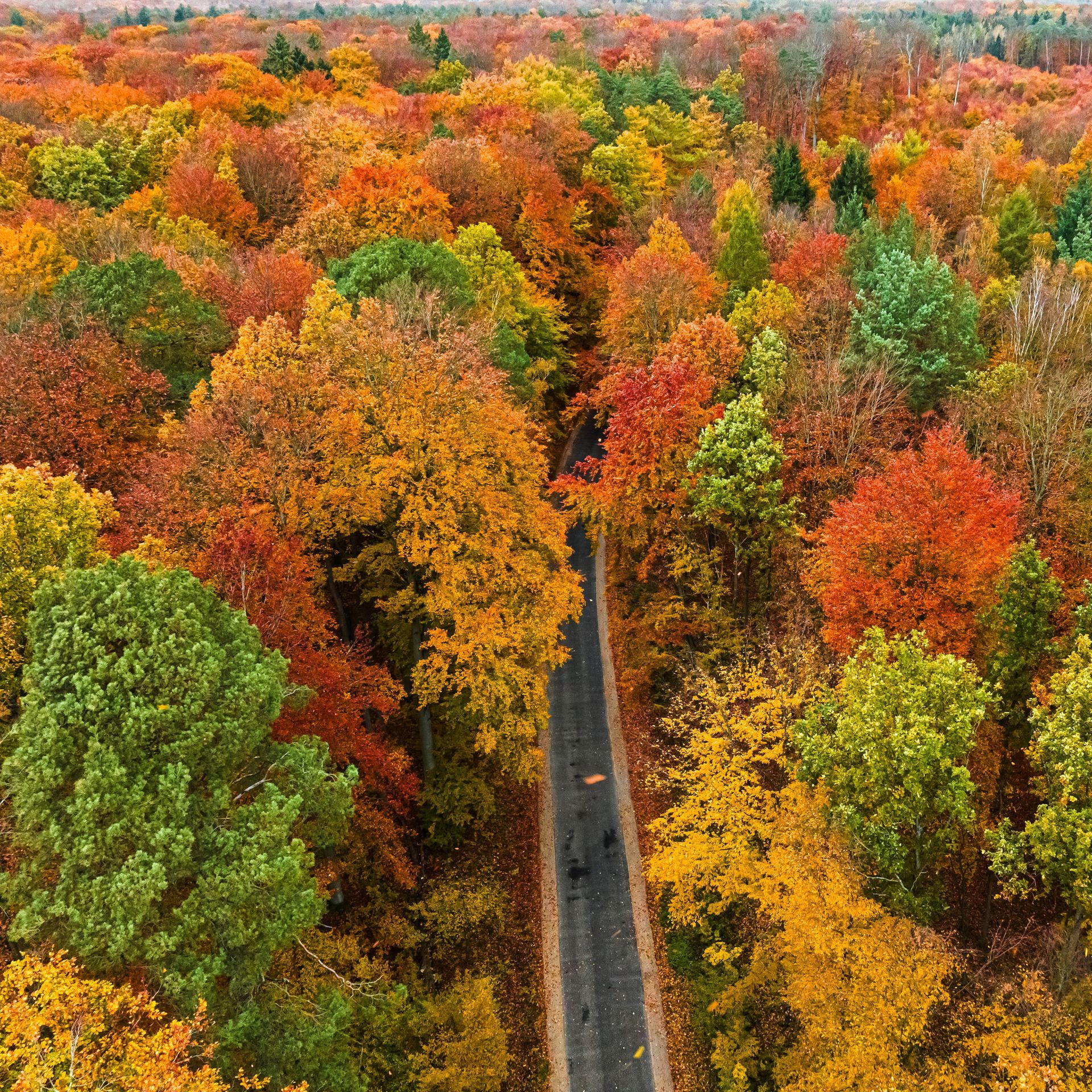 Aerial view of a road through dense autumn forest with vibrant red, orange, yellow, and green trees.