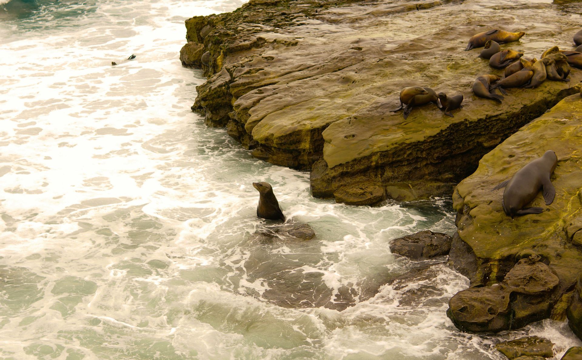 La Jolla