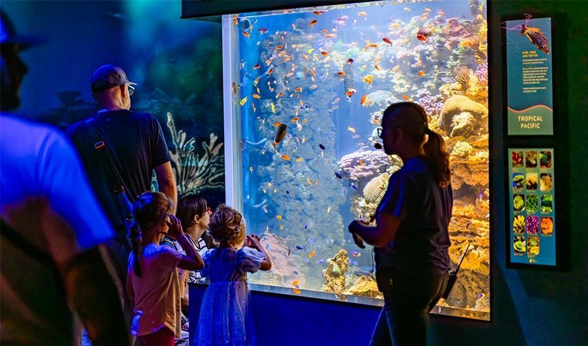 People stand in a dark aquarium room, viewing a large, brightly lit coral reef tank filled with many small fish.