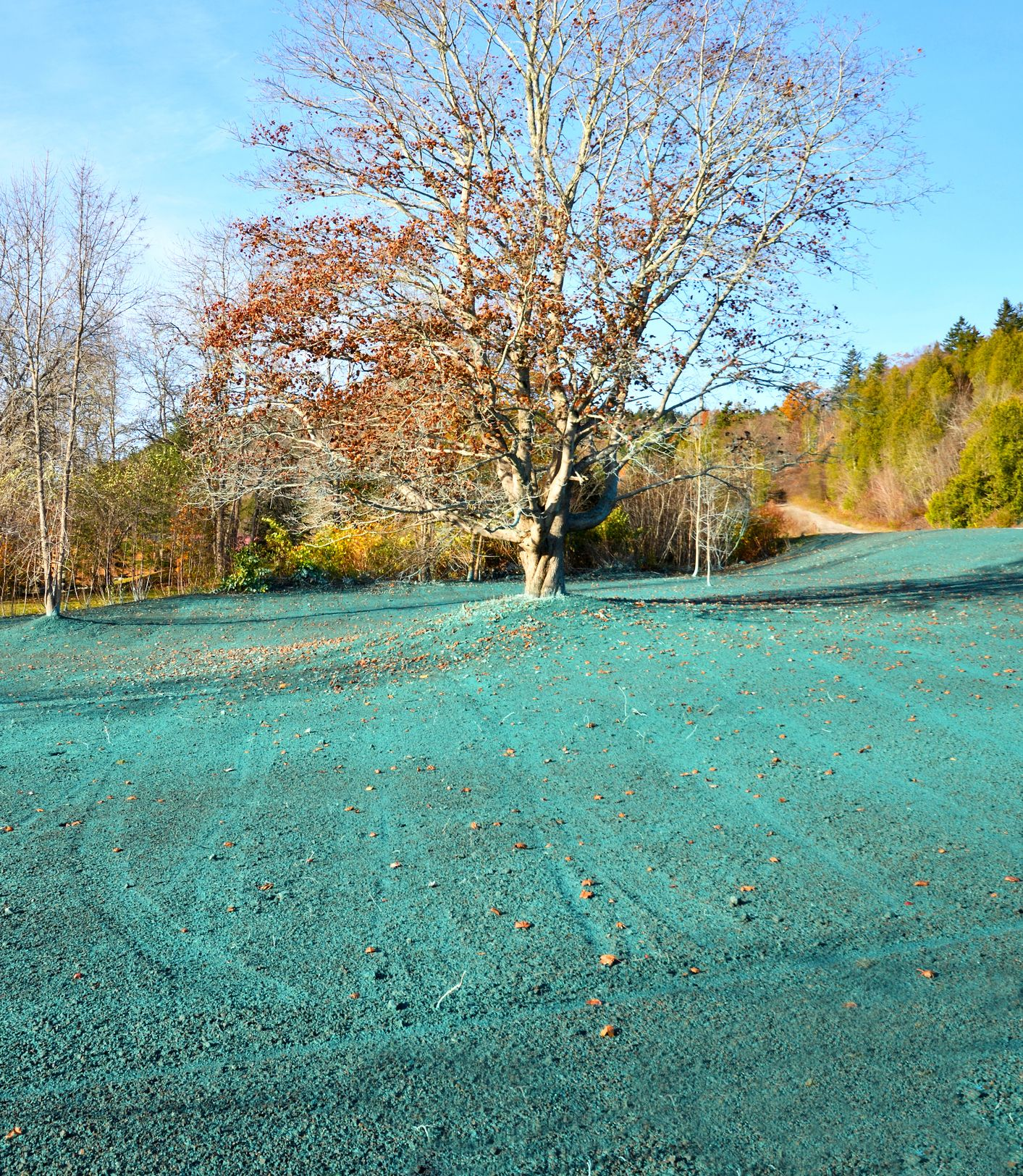 A large tree with brown and orange leaves stands in a field covered in bright blue-green seed covering, sunny day.