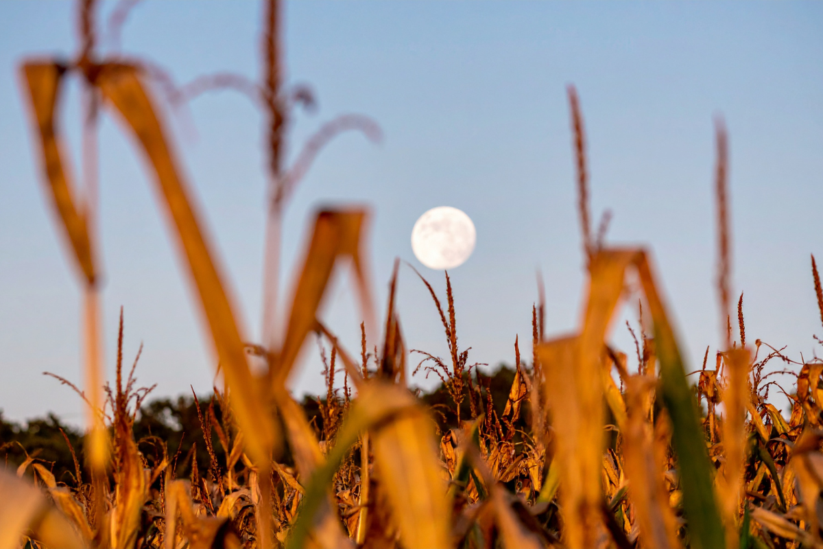 Harvest moon at Whispering Springs