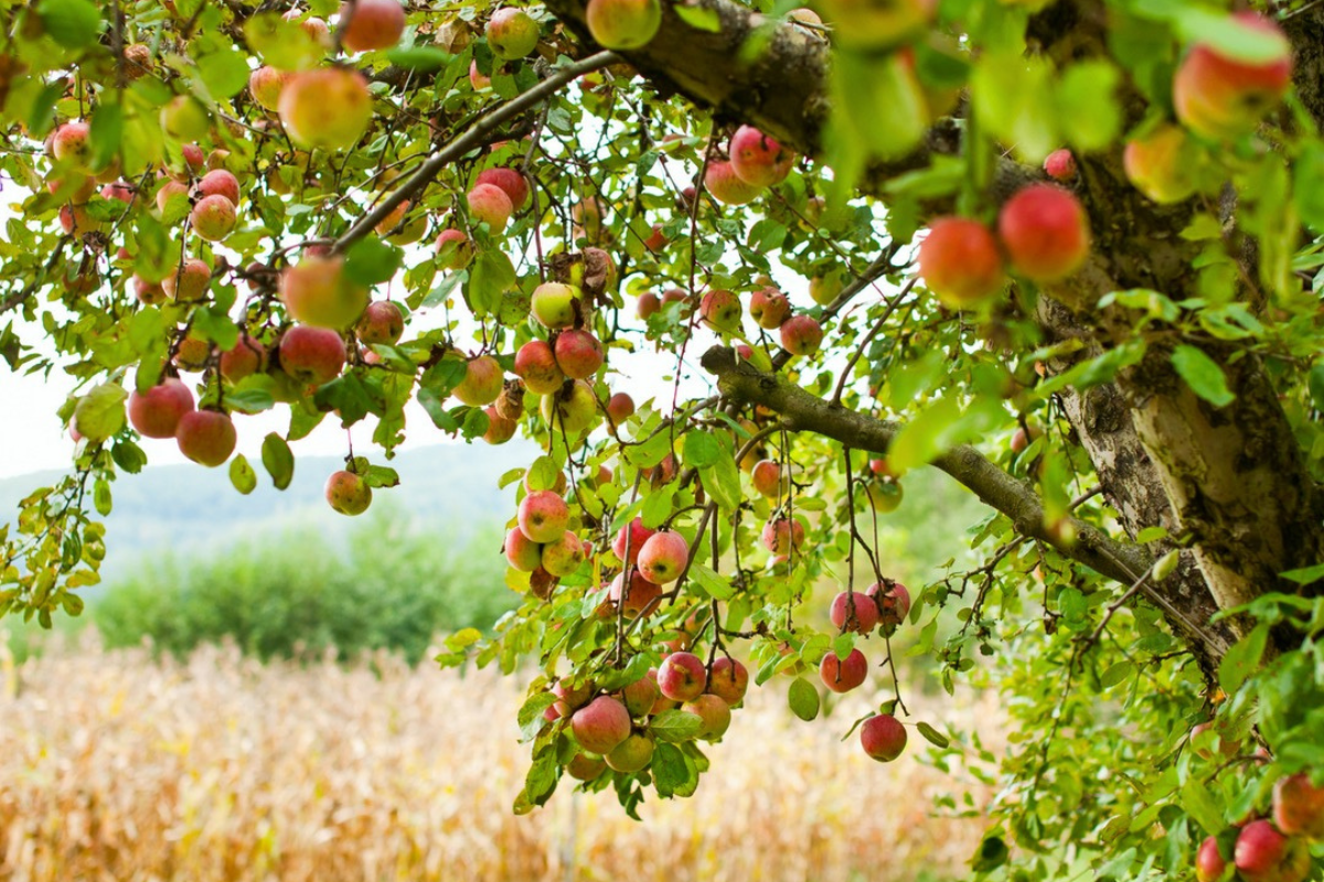 Apple picking in Northumberland County