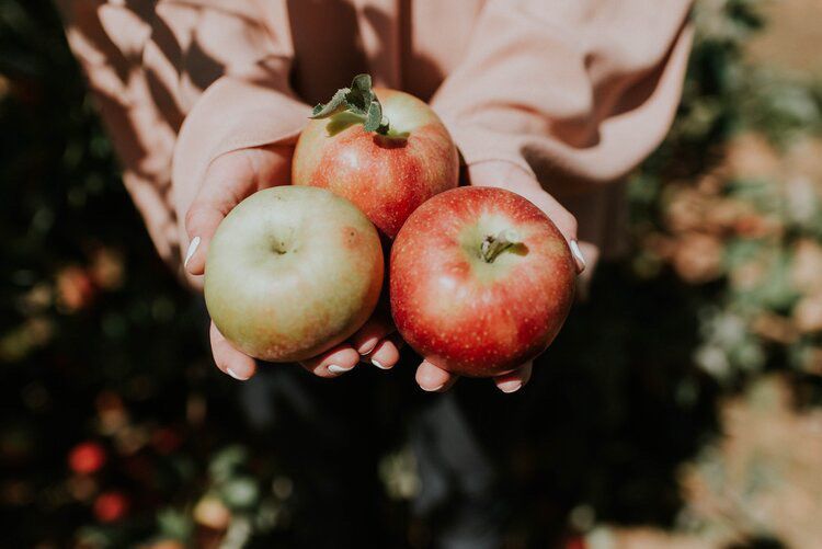 Apple picking in Northumberland