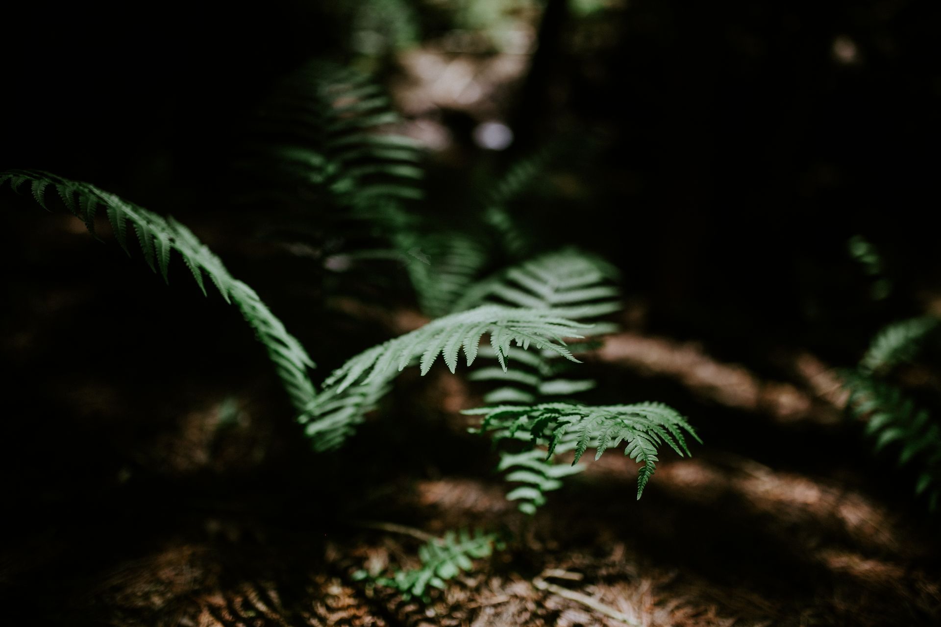 Sound healing in forest wellness offering Whispering Springs