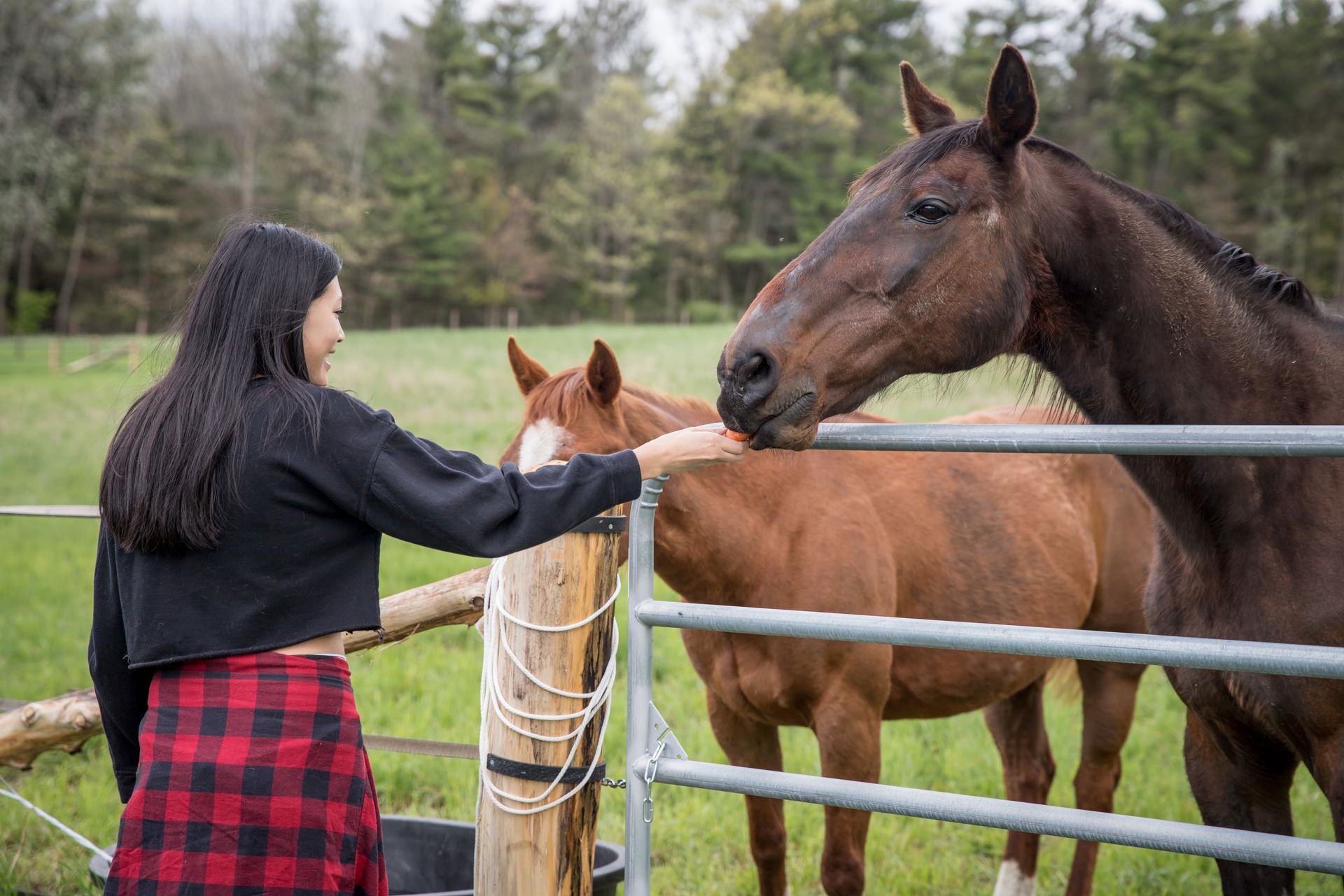 Guest standing with a gentle horse during an Equine Assisted Learning (EAL) wellness session.