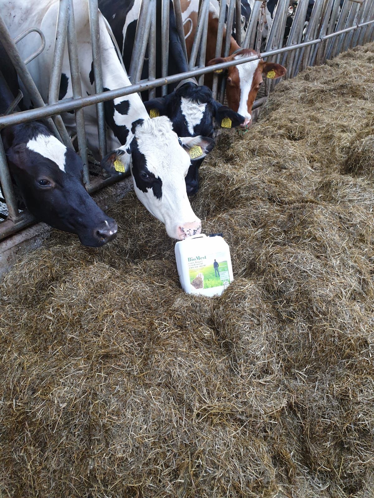 Koeien eten hooi in een stal, een zwart-witte koe bij een omgevallen voerbak. met een can BioMest