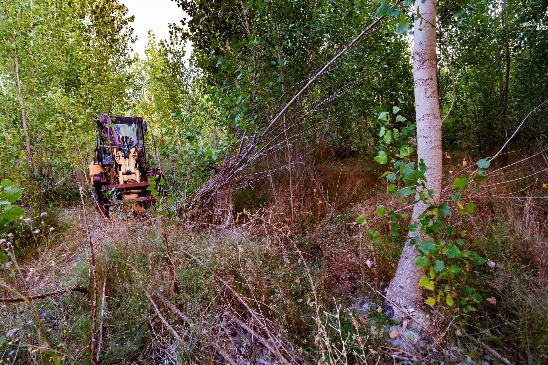 Yellow bulldozer partly hidden in dense brush beside a white tree in a forest clearing