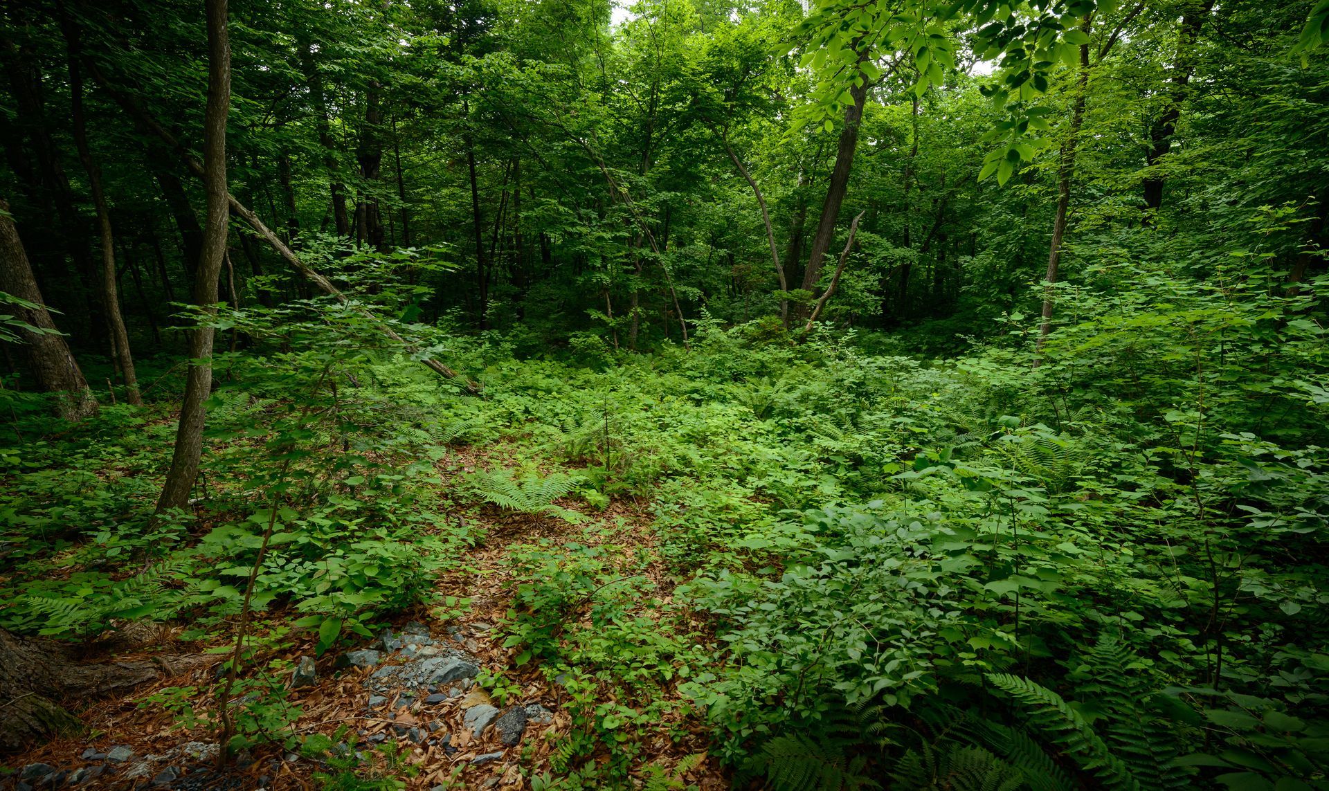Dense green forest with a narrow muddy path and lush undergrowth