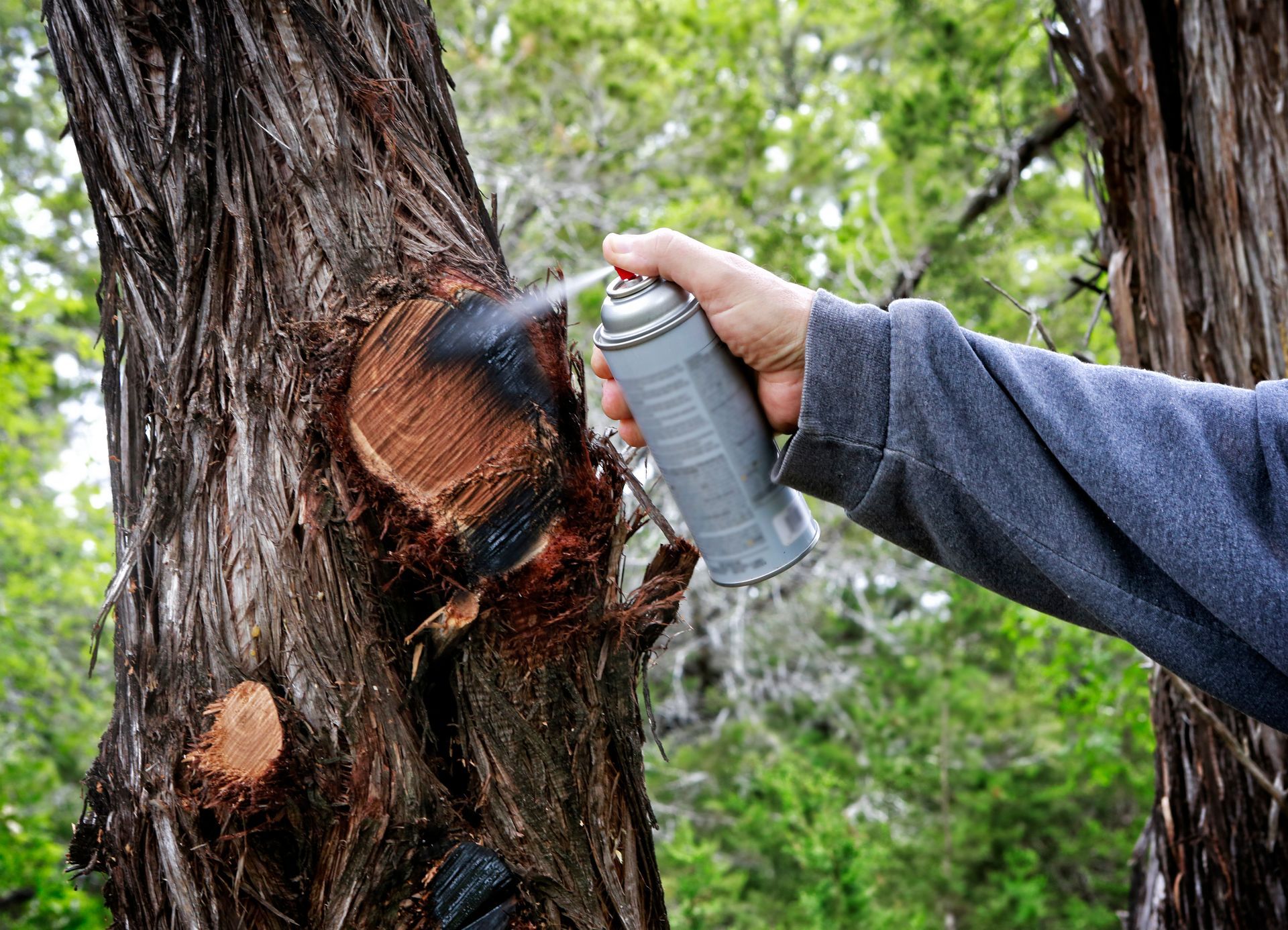 Hand spraying tree wound with aerosol can in a wooded area