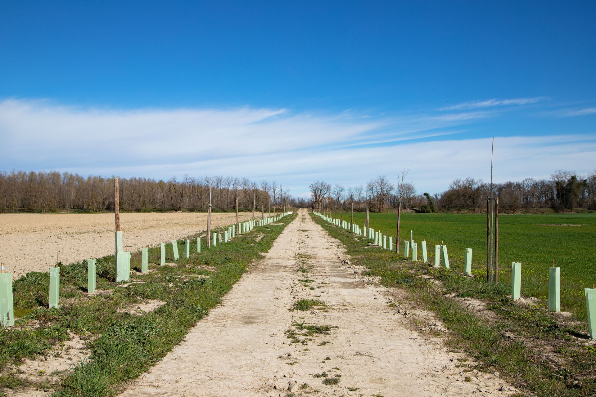 Straight dirt road lined with young trees and white guards under a blue sky