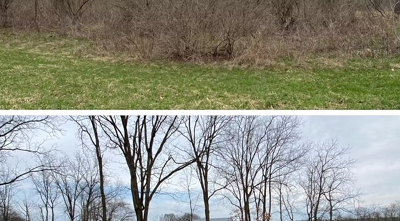 Two-panel landscape: grassy brush in top panel, leafless trees against a cloudy sky below.