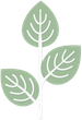 Three light green leaves on a white background, arranged on a thin stem.