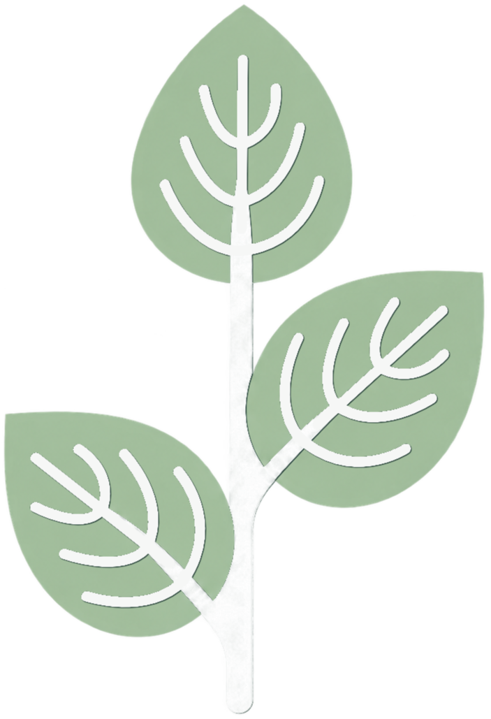 Three light green leaves on a white background, arranged on a thin stem.