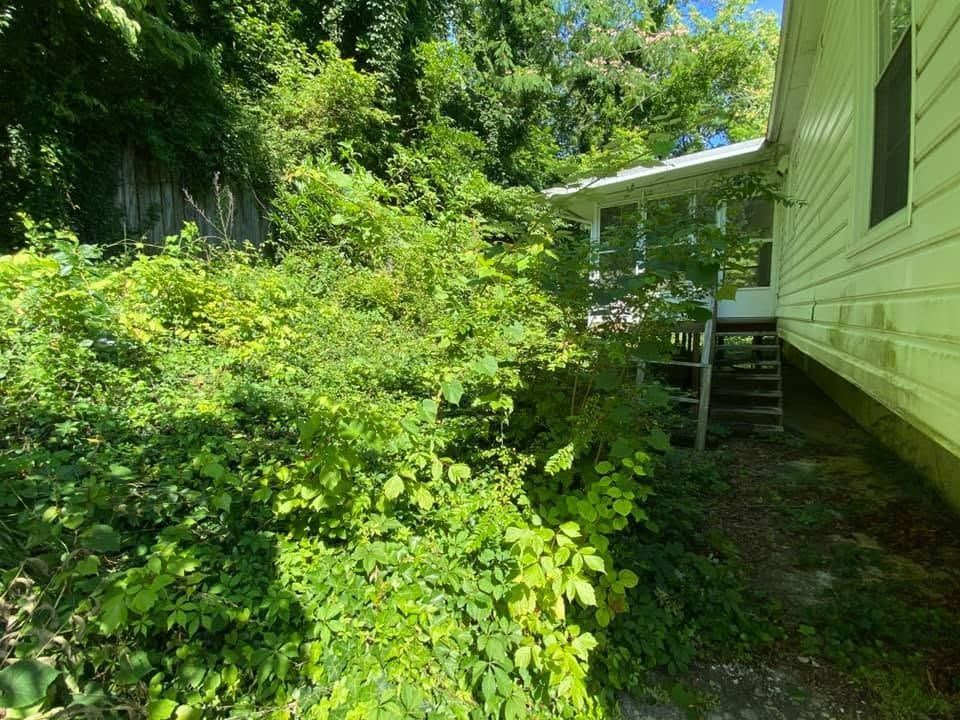 Overgrown green bushes beside a house with a small porch and steps leading to a shaded side yard