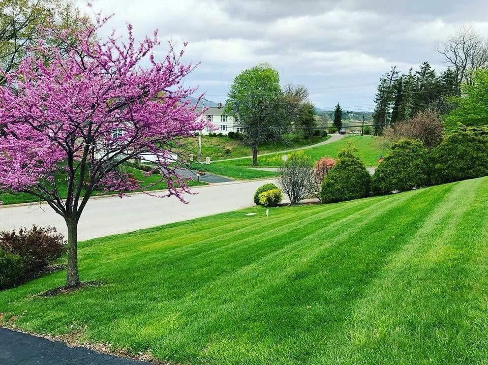 Blooming pink tree beside a green lawn in a landscaped park under a cloudy sky