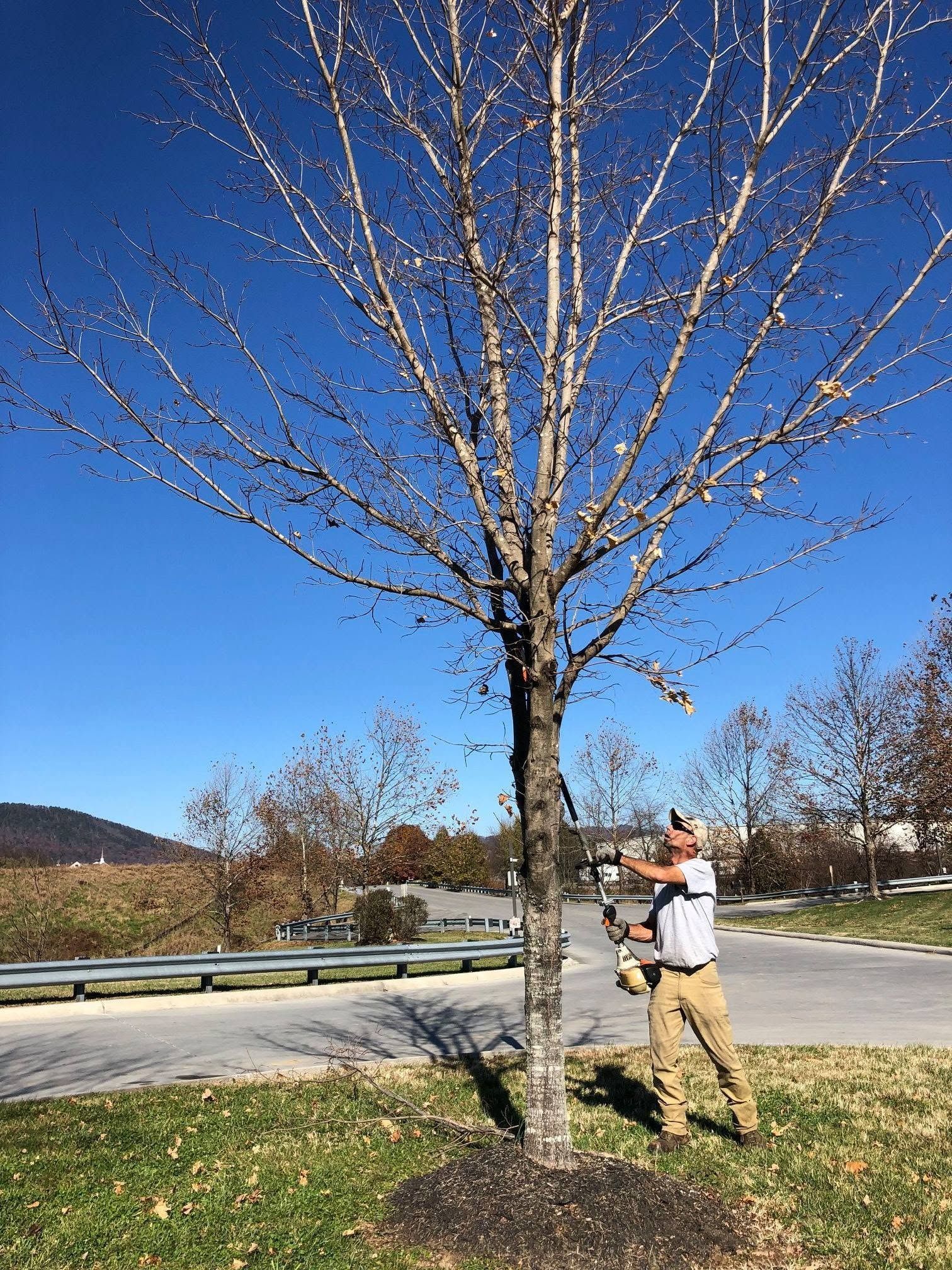 Person trimming branches from a leafless tree beside a road on a sunny day.