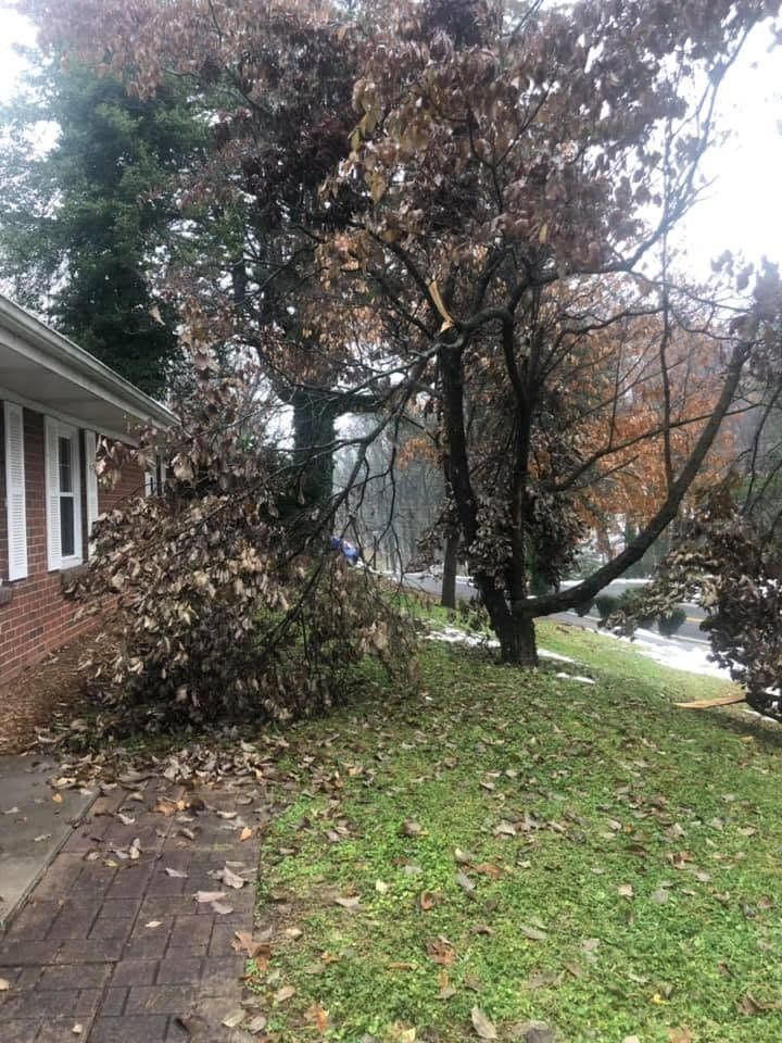 Windblown tree branches beside a brick house and walkway, with fallen leaves on the lawn.