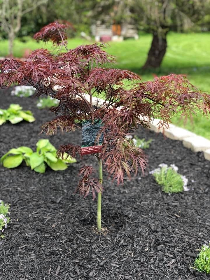 Small red Japanese maple tree in a mulched garden bed with green plants in the background