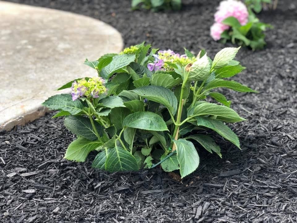 Small green flowering plant in dark mulch near a stone path, with pink flowers in the background